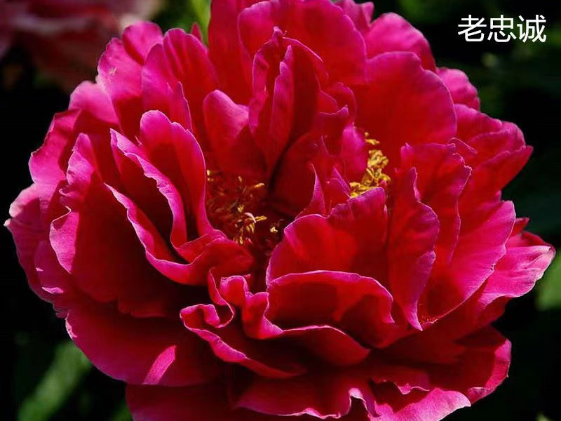 老忠誠中早期 花徑極大 重瓣型